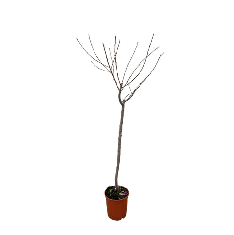 Juglans Walnuss - 170 cm - ø27