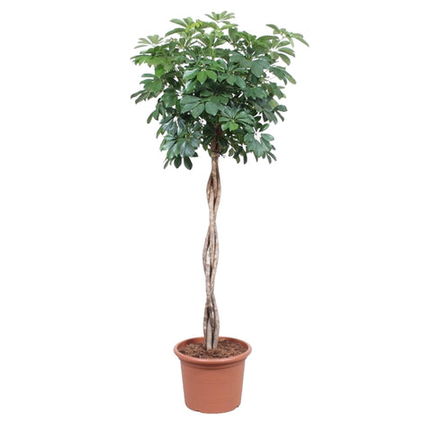 Schefflera Arboricola Compacta geflochtener Stamm - 190 cm - ø40