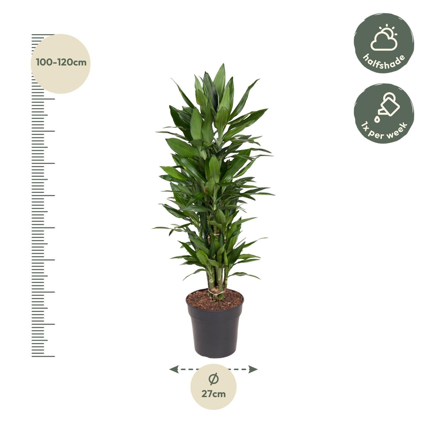 Dracaena Janet Lind verzweigt - 110 cm - ø27