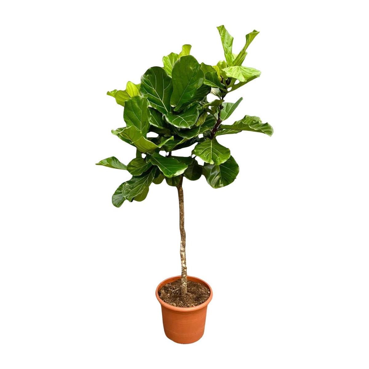 Ficus Lyrata Baum XXL - 210 cm - ø40