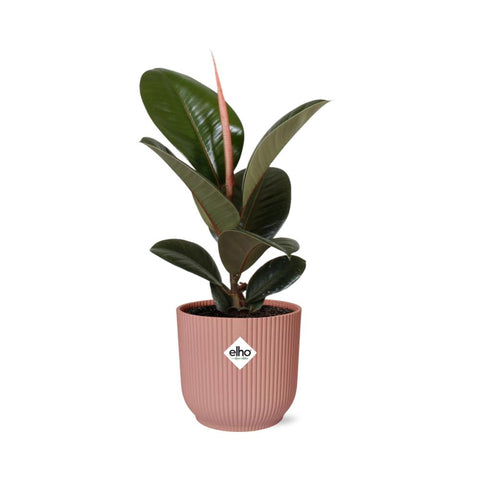 Ficus Elastica ‘Robusta’ in elho Vibes Fold 14cm Rosa