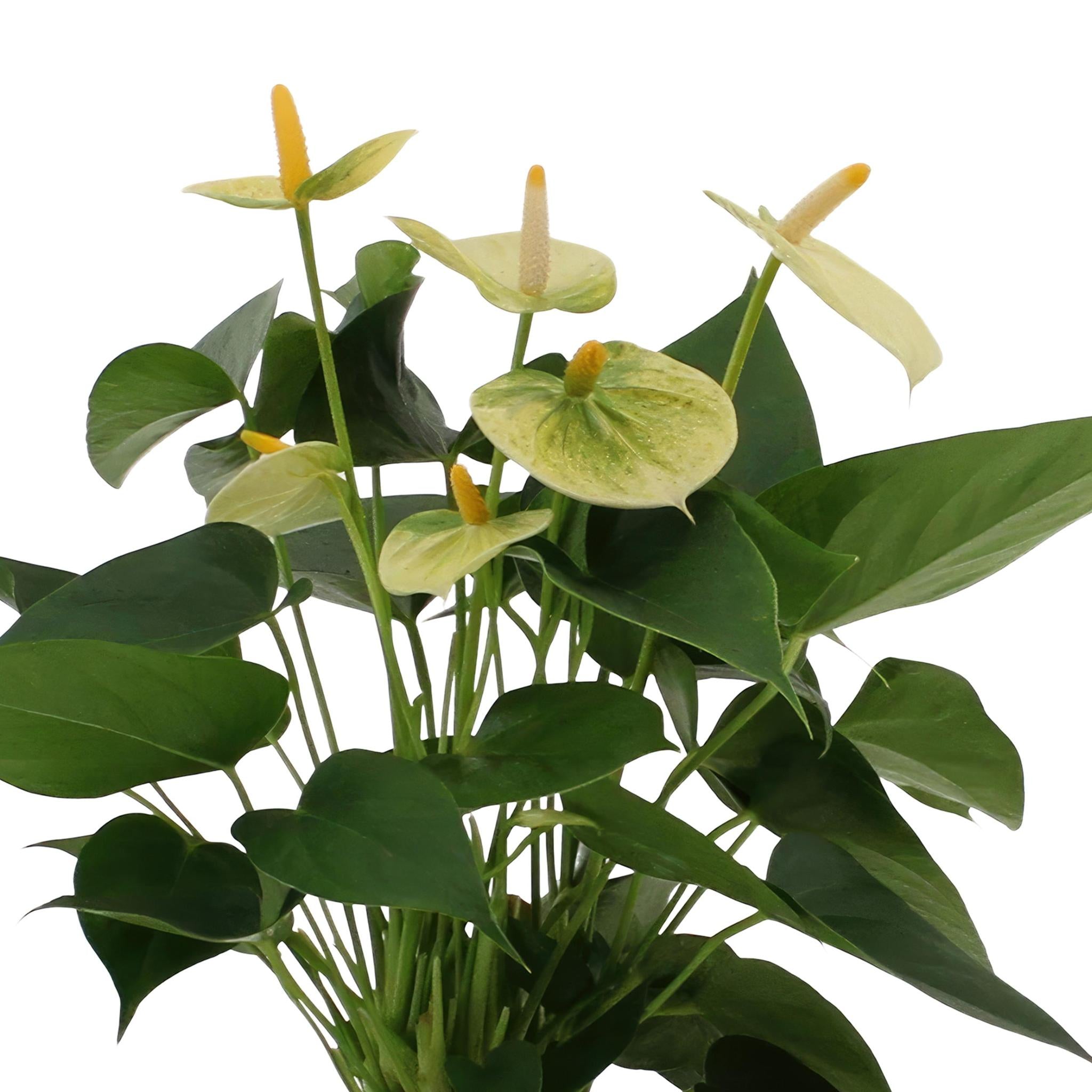 Anthurium Andreanum Vanilla inkl. PURE Zink - 45cm - Ø12