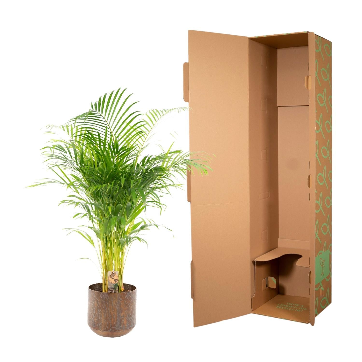 Areca-Palme mit Topf - ↨130cm - Ø24cm