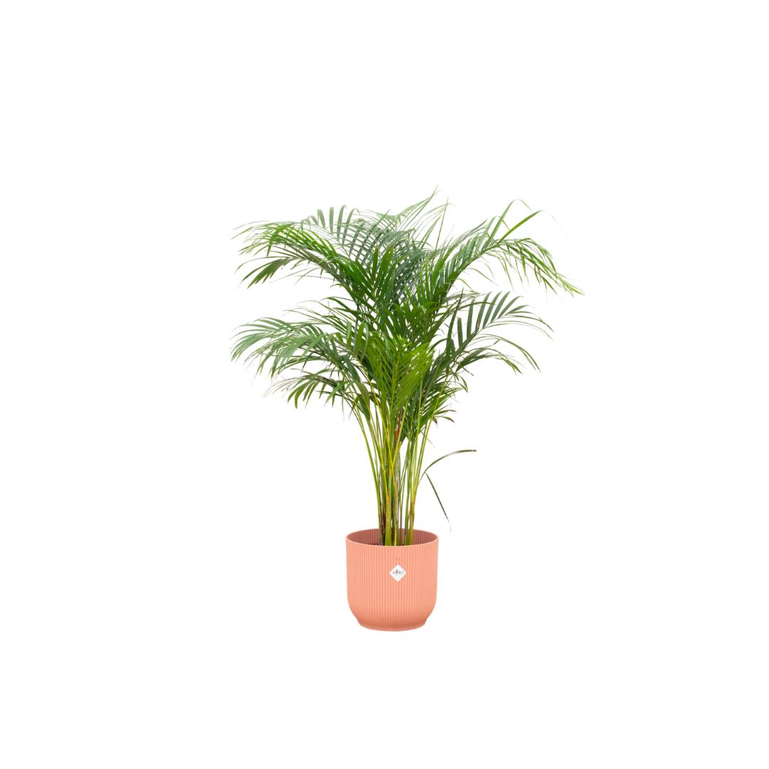 Kombi-Angebot - Areca-Palme inkl. elho Vibes Fold Rund Rosa Ø30 - 140 cm