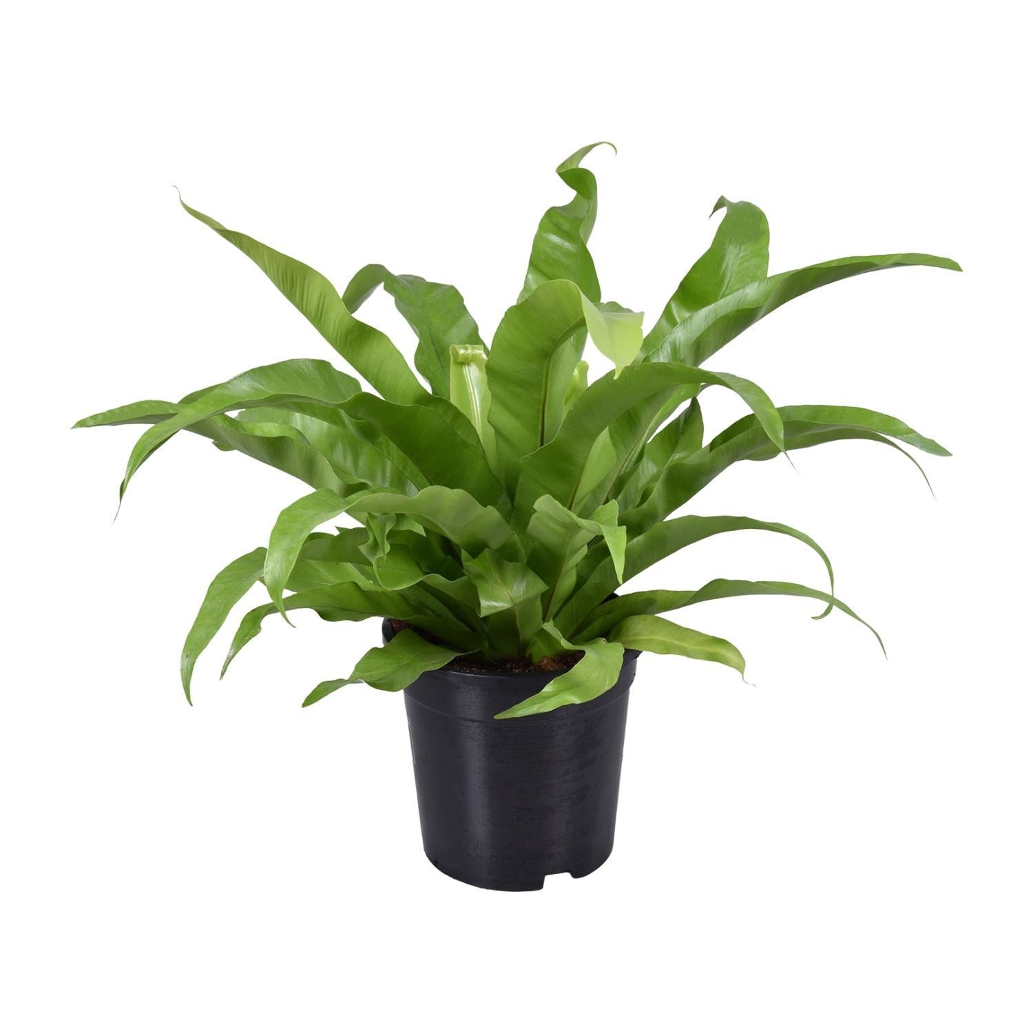 Asplenium Antiquum - Ø17cm - ↕45cm