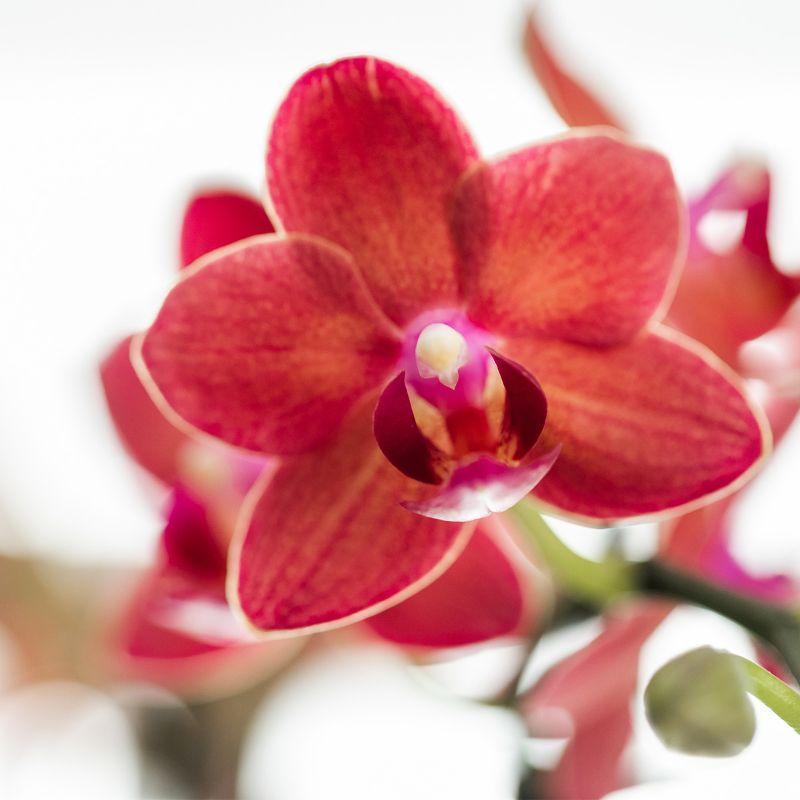 Kolibri Orchids | Rote Phalaenopsis Orchidee - Congo + Gummitopf Travertin - Topfgröße Ø9cm - 40cm hoch | blühende Zimmerpflanze im Blumentopf - frisch vom Züchter