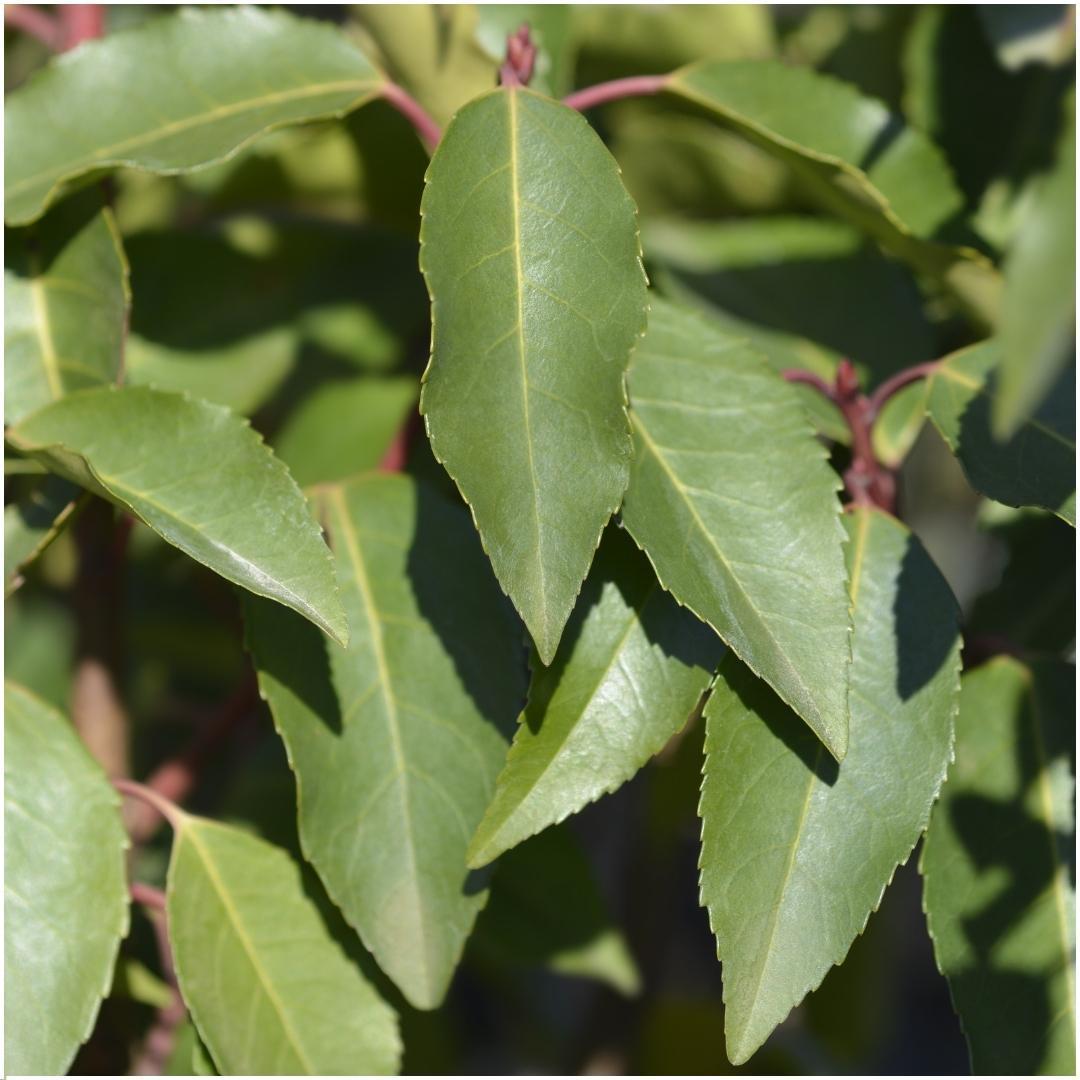 1 Meter Portugiesischer Kirschlorbeer Hecke - Prunus lusitanica 'Angustifolia' - Pflanzenset mit 6 winterharten Heckenpflanzen - Immergrüne Hecke - Direkt von der Gärtnerei geliefert