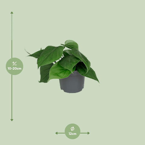 Philodendron Scandens - Ø12cm - ↕15cm