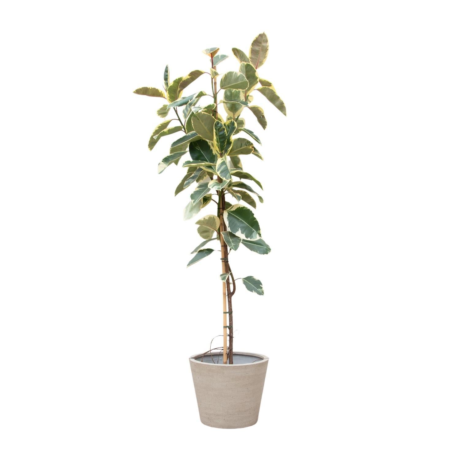 Ficus Tineke auf Stamm - 220cm - ø30