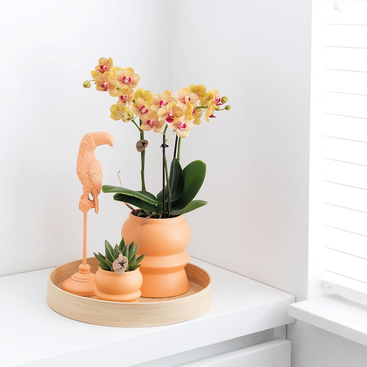 Kolibri Home | Turm Pfirsich Blumentopf - pfirsichfarbener Keramiktopf - Ø6cm