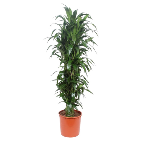 Dracaena Janet Craig - 170 cm - ø34