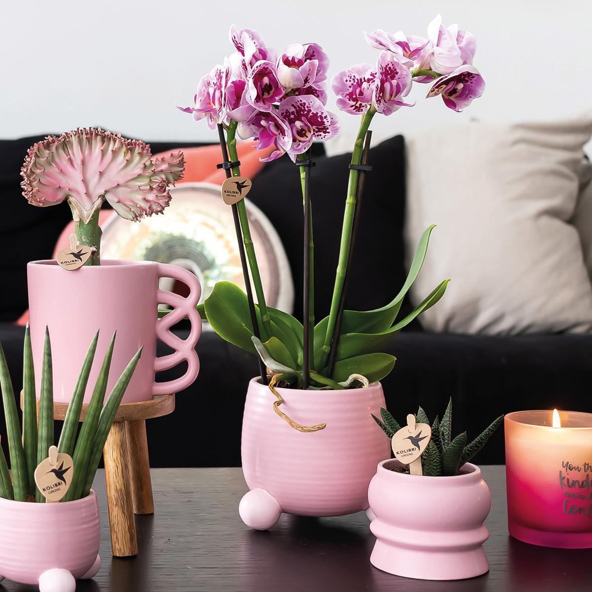 Kolibri Home | Rolling Blumentopf - Rosa Keramik-Ziertopf - Ø6cm