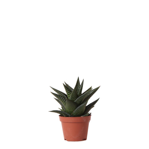 Kolibri Greens | Grüne Pflanze - Sukkulente Haworthia Limifolia - Blumenerde Ø6cm - grüne Zimmerpflanze - frisch aus der Gärtnerei