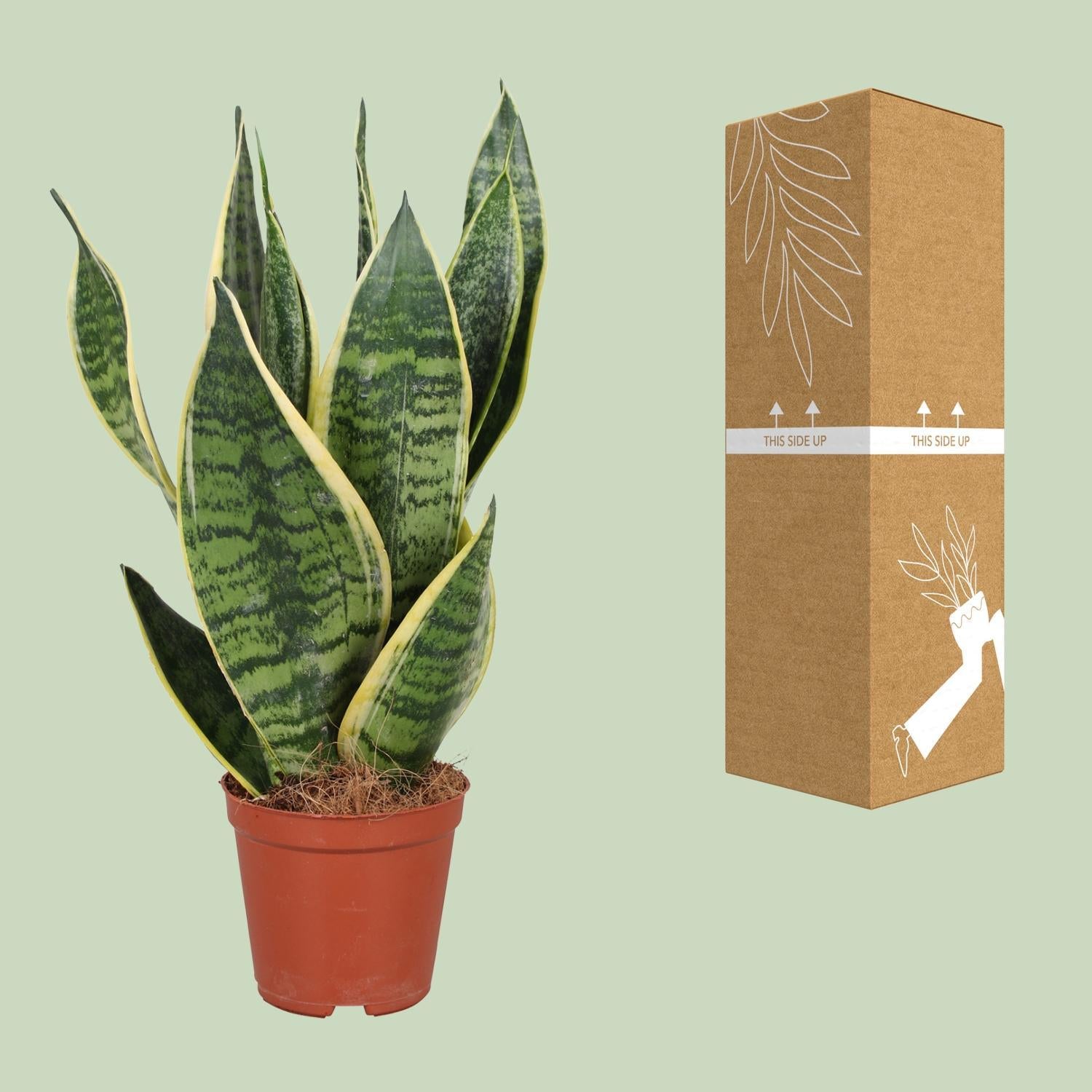 Sansevieria Trifasciata Futura Superba - Ø12cm - ↕40cm