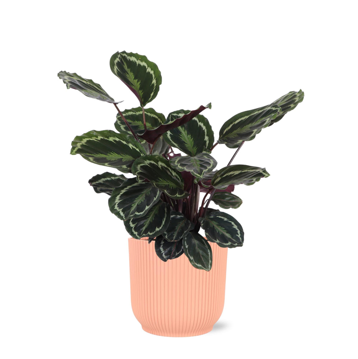 Calathea Medaillon Ø21cm - ↕70cm in Vibes ROSA