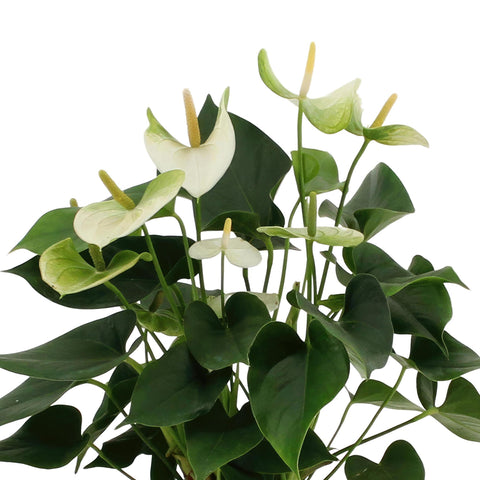 Anthurium Andreanum Namora inkl. PURE Zink - 45cm - Ø12