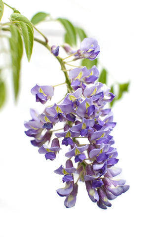 2x - Wisteria sinensis 'Prolific' - ↨65cm - Ø15