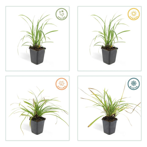 6x Carex morrowii 'Ice Dance' - ↕10-25cm - Ø9cm