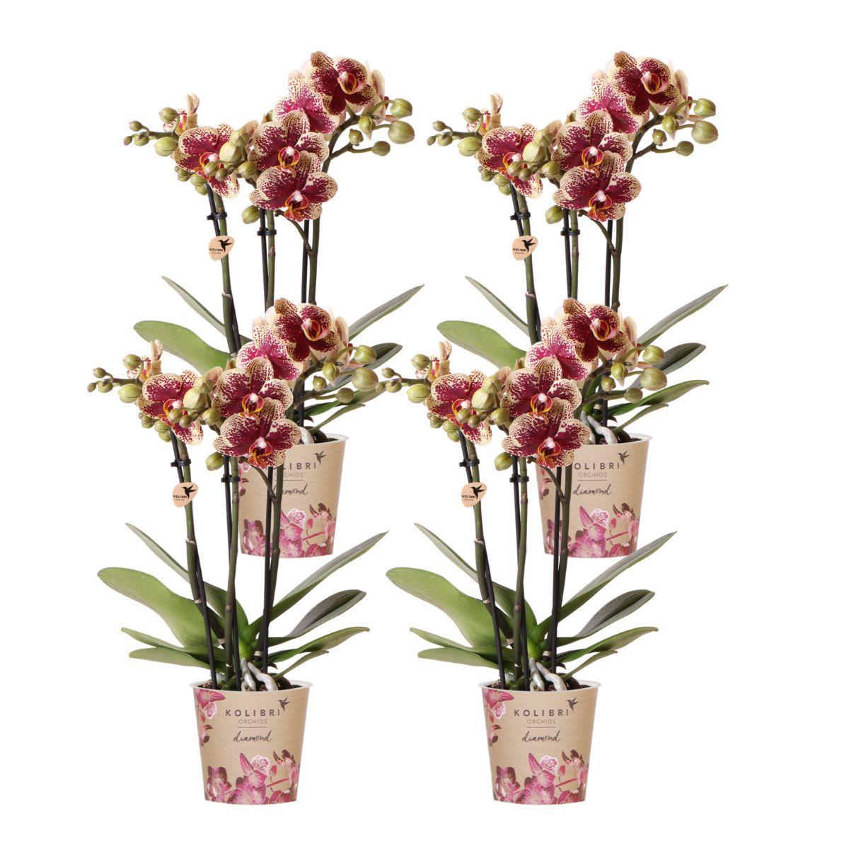 Kolibri Orchids | Kombi-Angebot von 4 gelb-roten Phalaenopsis-Orchideen - Spanien - Topfgröße Ø9 cm | blühende Zimmerpflanze