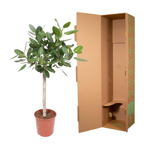 Ficus Benghalensis auf Stamm - 140 cm - ø30