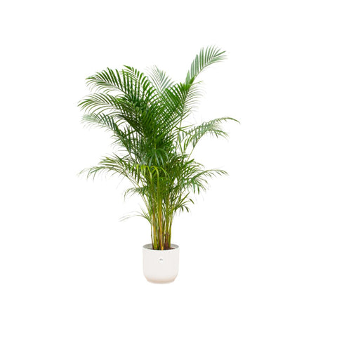 Kombi-Angebot - Areca-Palme inkl. elho Vibes Fold Rund Weiß Ø30 - 160 cm