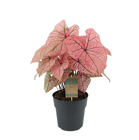 Caladium Spring Fling - 65 cm - Ø21cm