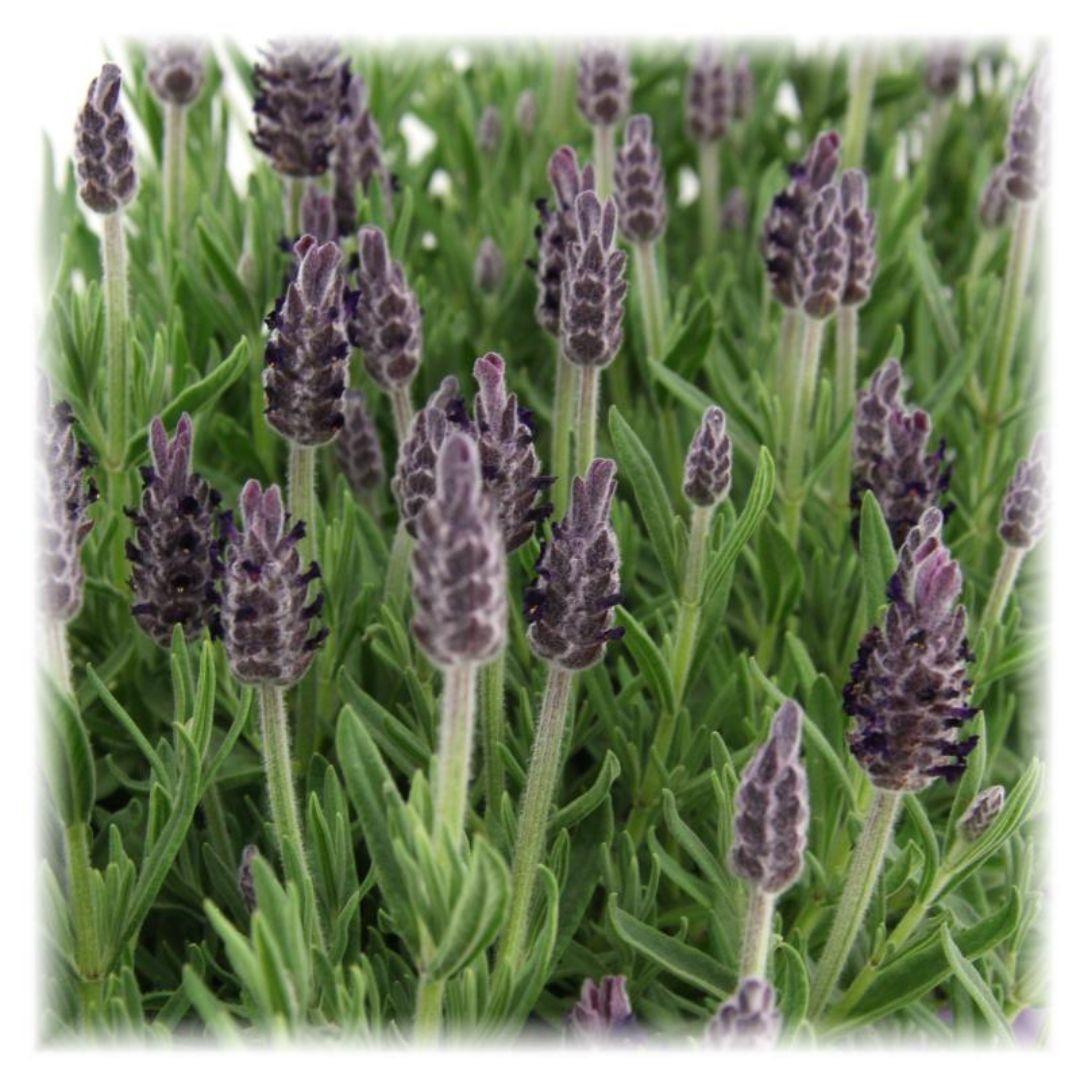 Lavandula Stoechas Anouk® - 12 cm Topf - Set mit 6 Schopflavendel