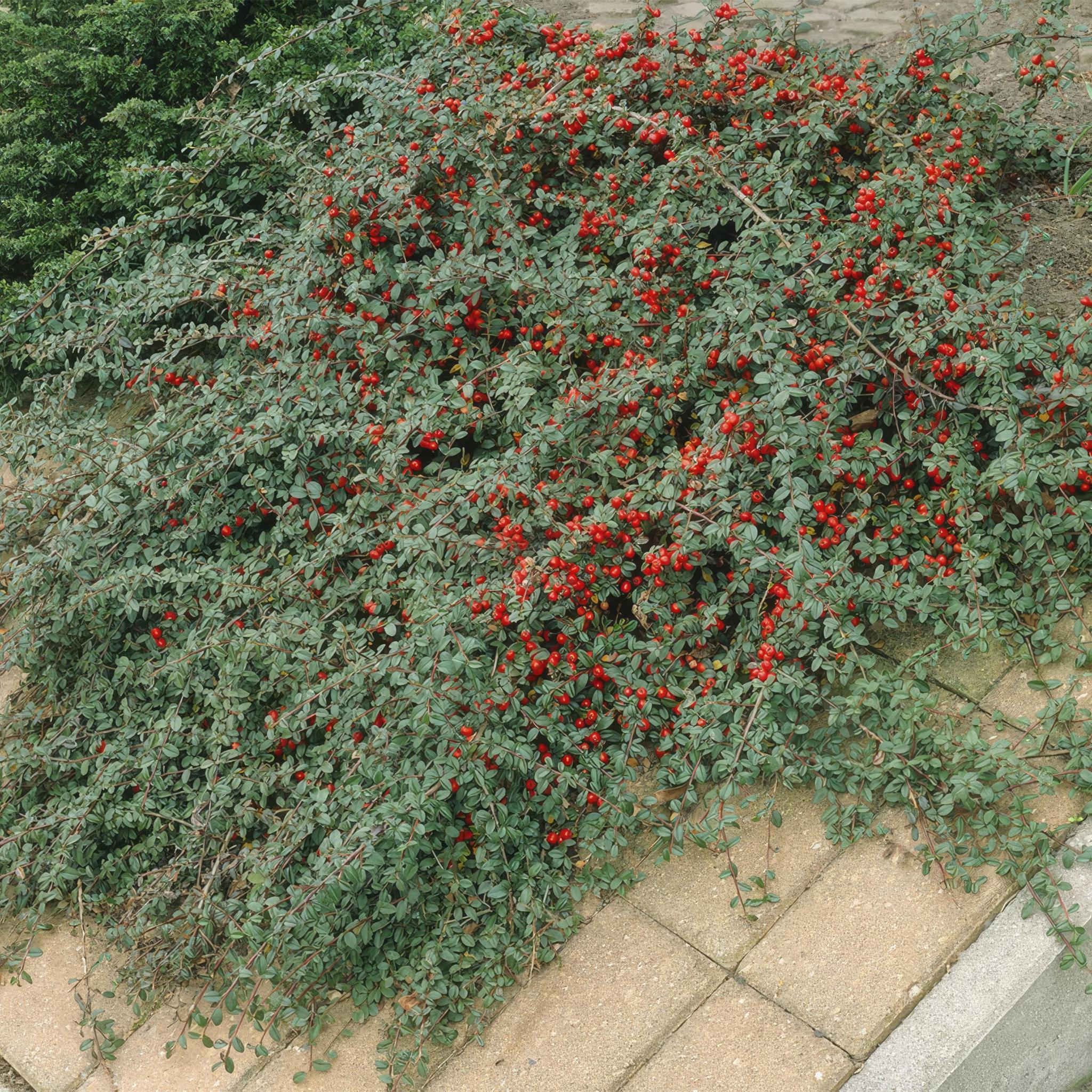 6x Cotoneaster dammeri - ↕10-25cm - Ø9cm - 20x