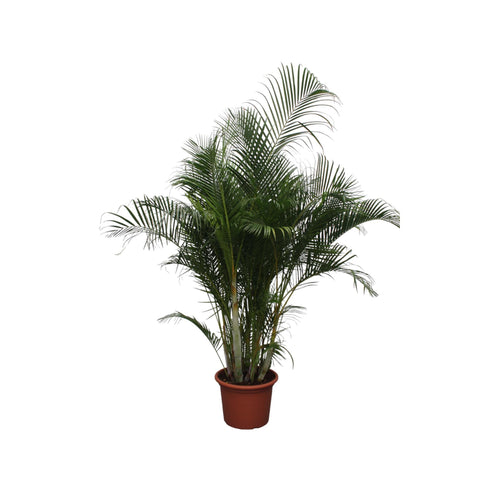 Dypsis Lutescens (Areca Palme) - 280 cm - ø50