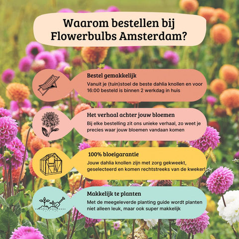 Flowerbulbs Amsterdam Super Mix - Paket mit 8 verschiedenen Dahlien, 1,5 m² Dahlienfreude