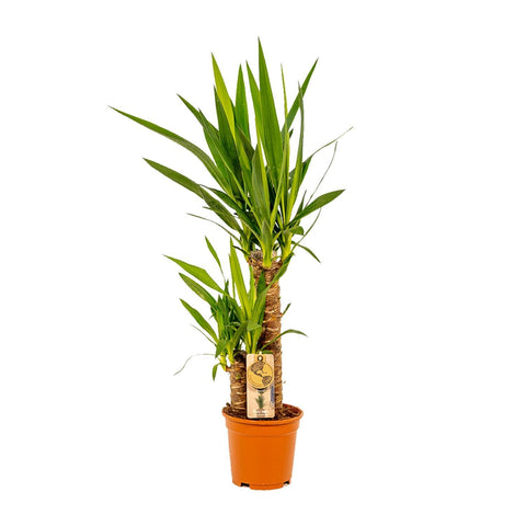 2x Yucca - ↨90cm - Ø17cm