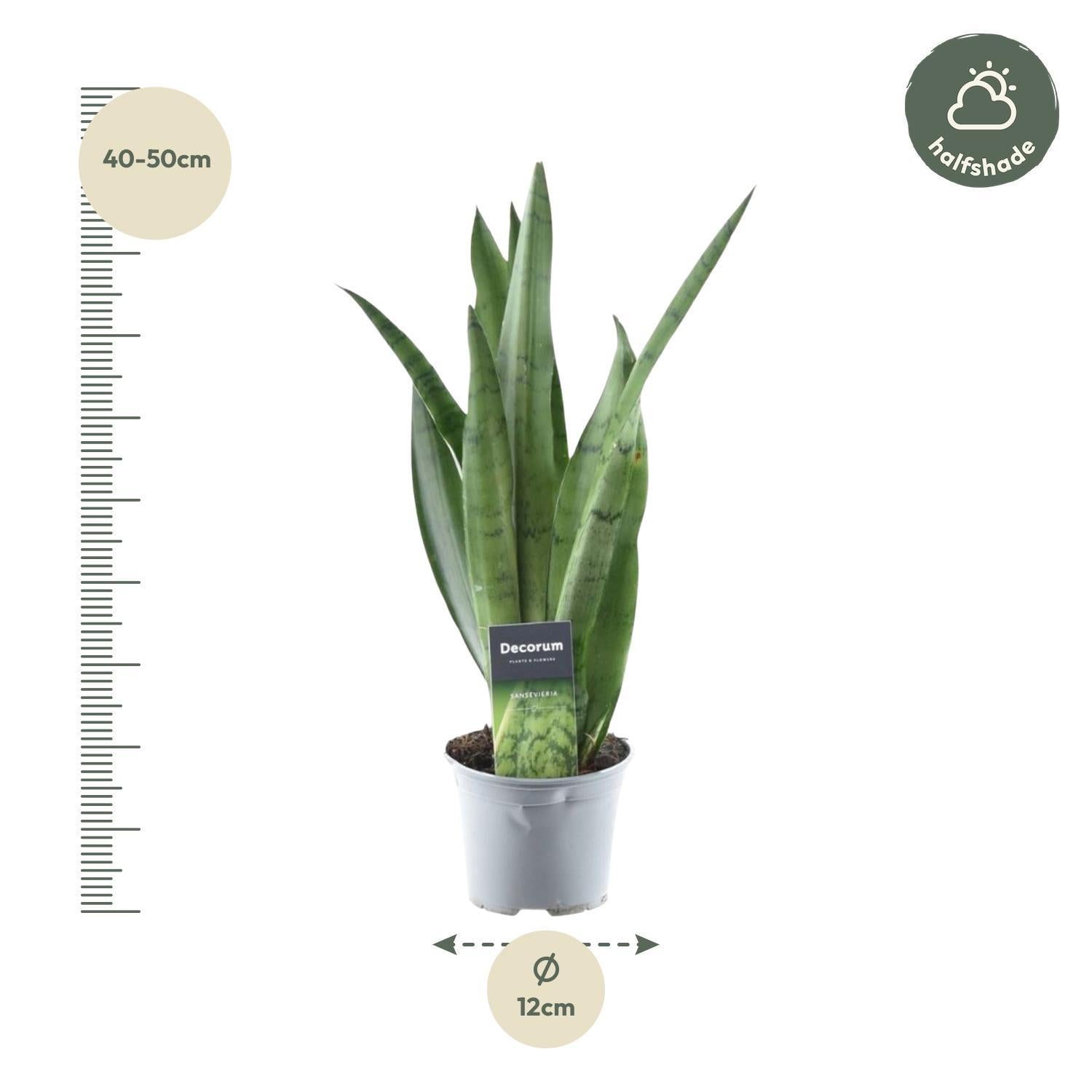 Sansevieria Spearmint - 45 cm - ø12