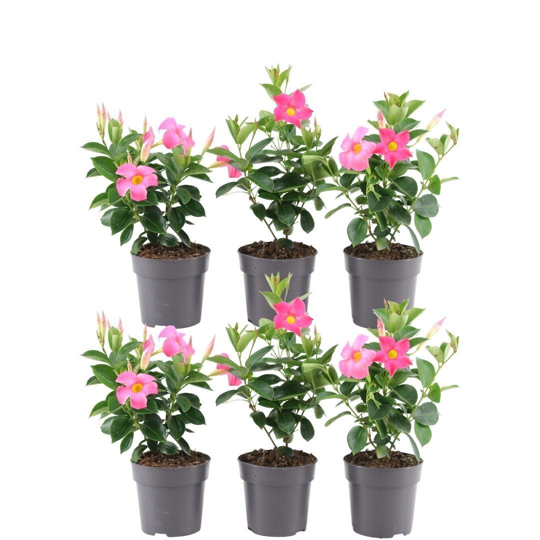 6 x Dipladenia Rosa - Mandevilla Rosa Ø12 cm - ↕25 cm