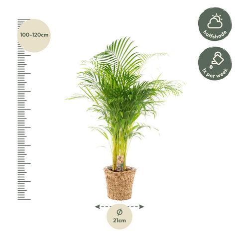 Areca mit Korb - ↨110cm -Ø21cm