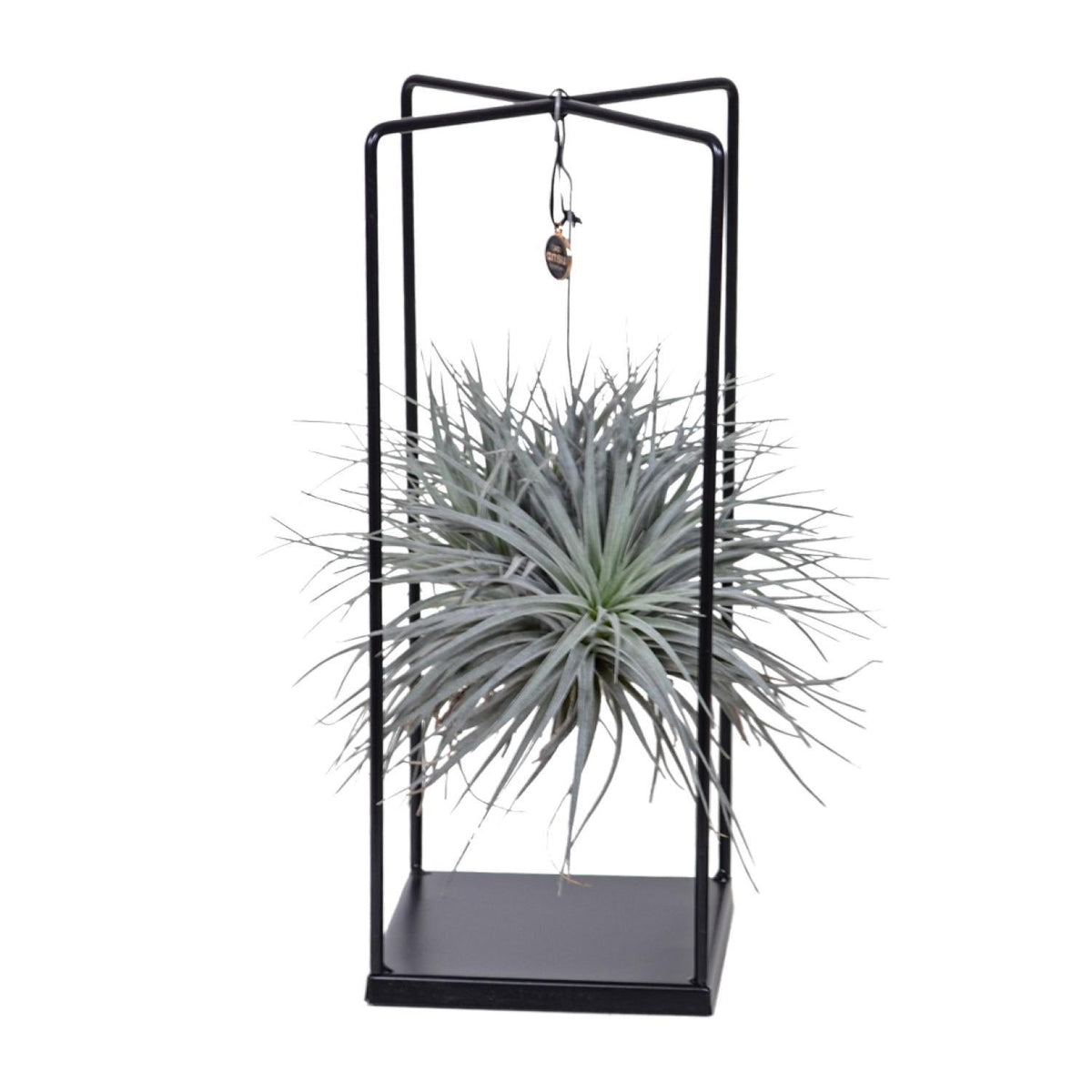 Tillandsia Lonantha Abdita Ø20cm - ↕20cm