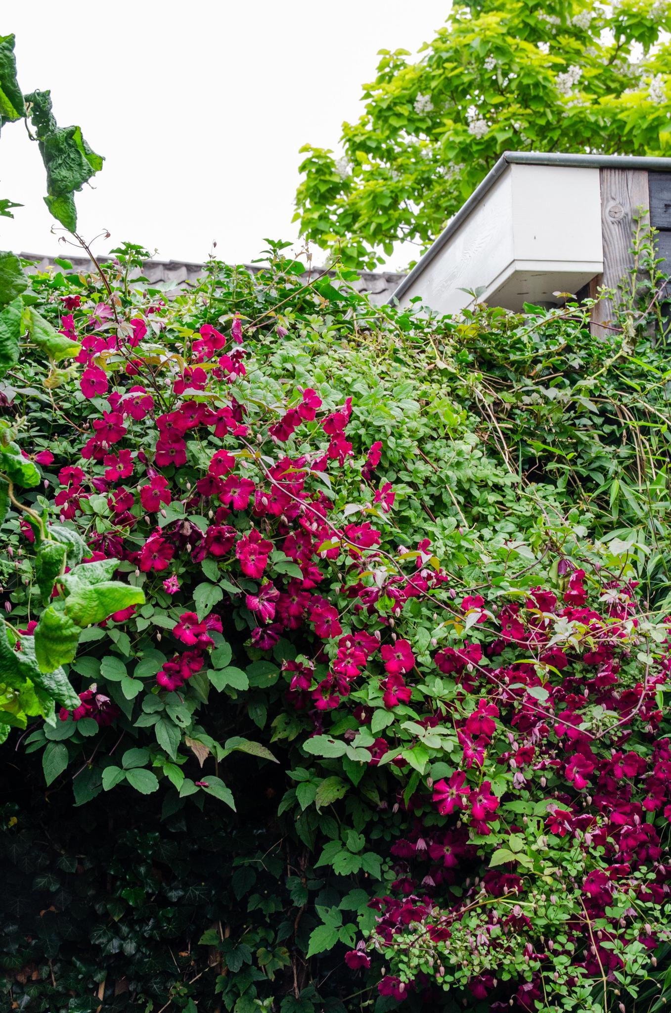 Clematis Hagley Hybrid - Clematis Rot