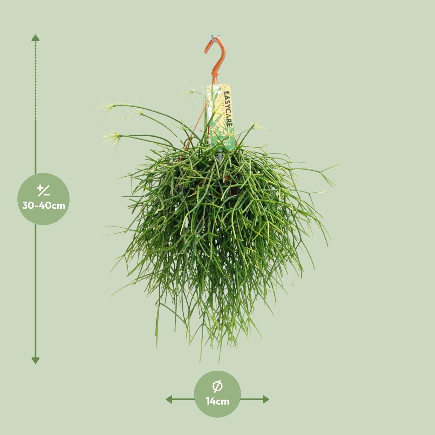 Rhipsalis Pulchra - Ø14 ↕35