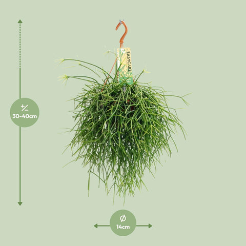 Rhipsalis Pulchra - Ø14 ↕35