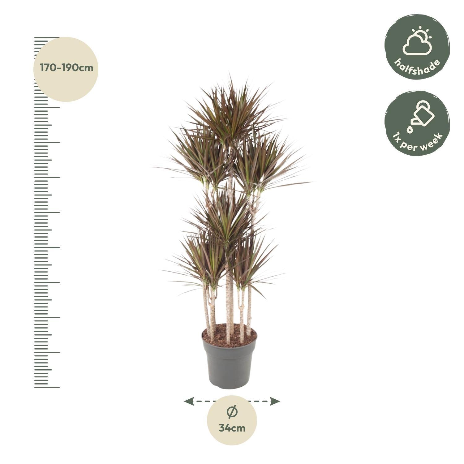 Dracaena Magenta Carrousel - 180 cm - ø34