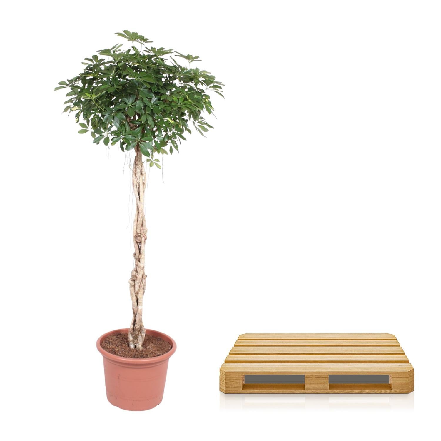 Schefflera Arboricola Compacta geflochtener Stamm - 200 cm - ø50