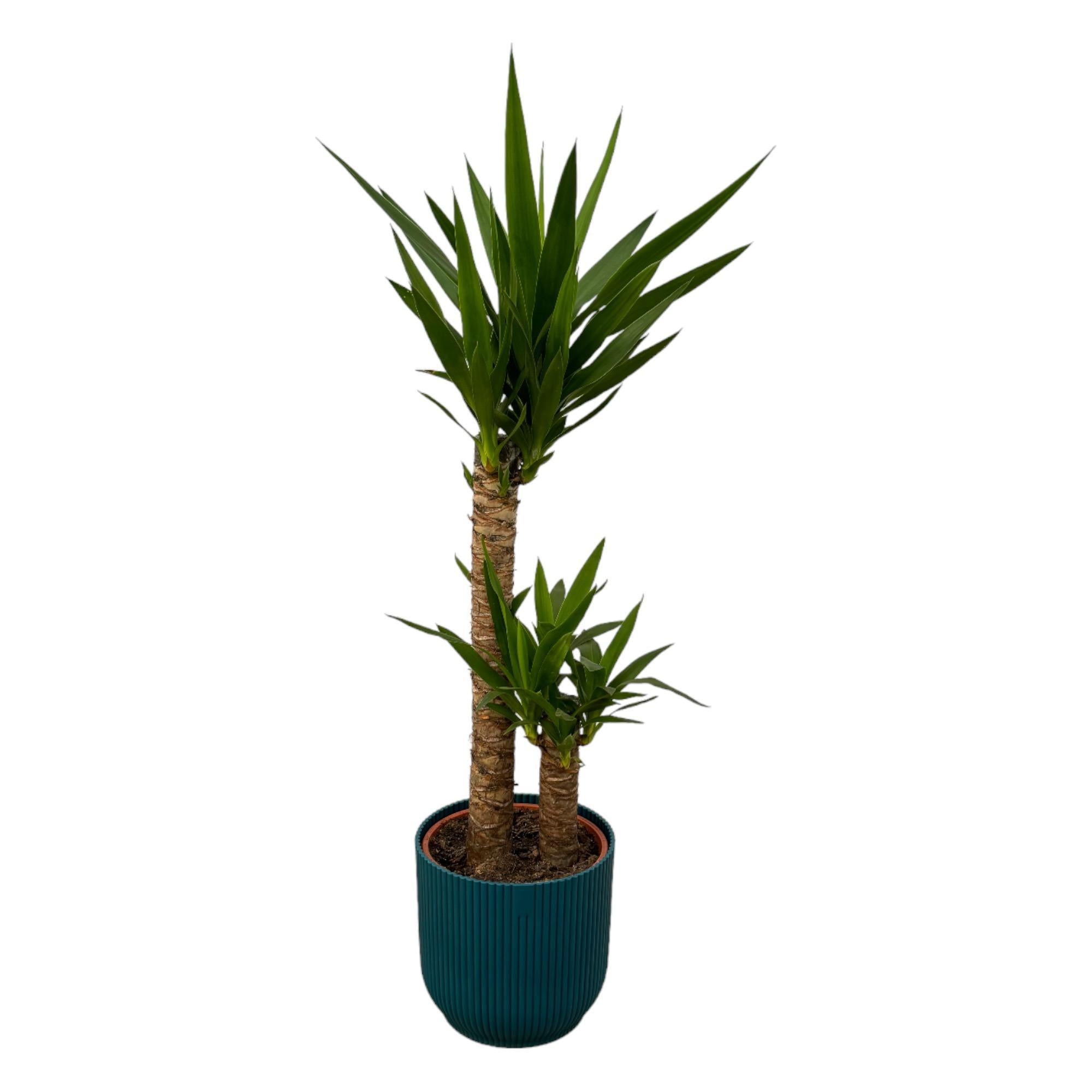 Yucca - ↨100cm - Ø21cm inkl. elho Vibes Fold Rund Blau D22xH20