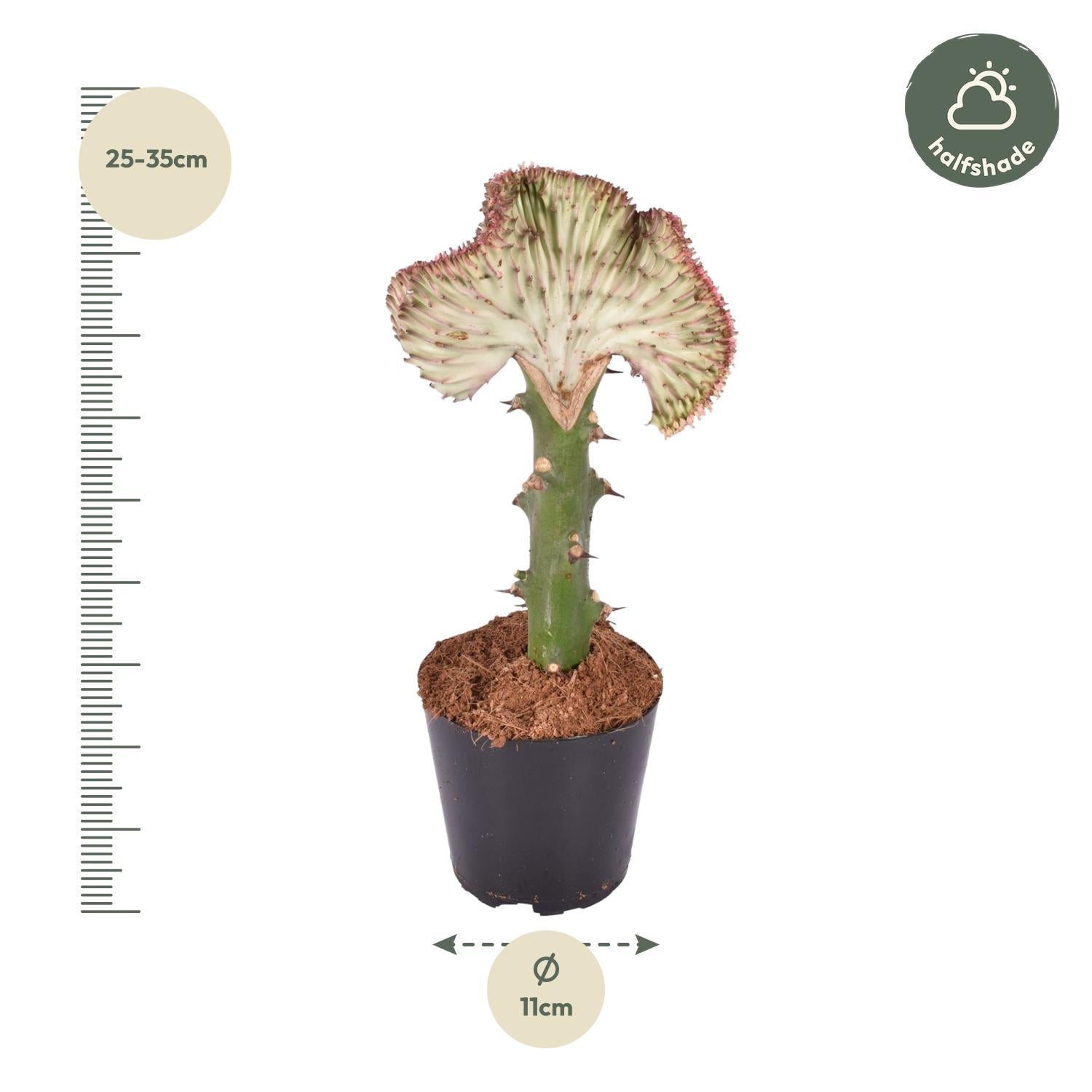 Euphorbia Lactea Cristata Rot - 30 cm - ø10,5