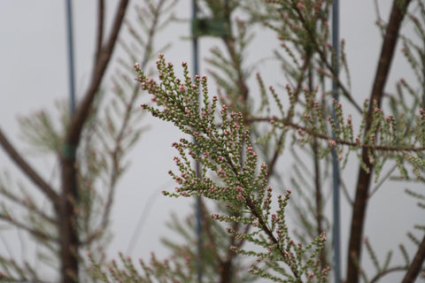 Tamarix Tetrandra - ↨180cm - 1 Stück