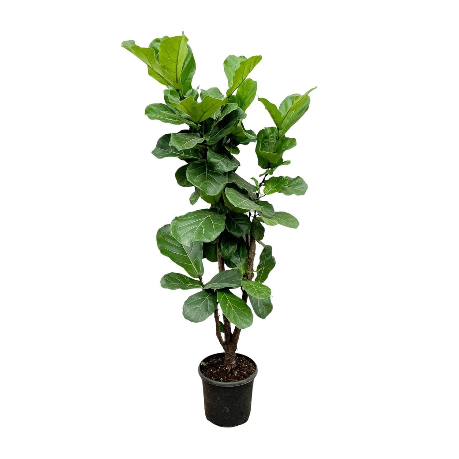 Ficus Lyrata verzweigt - 180cm - ⌀30