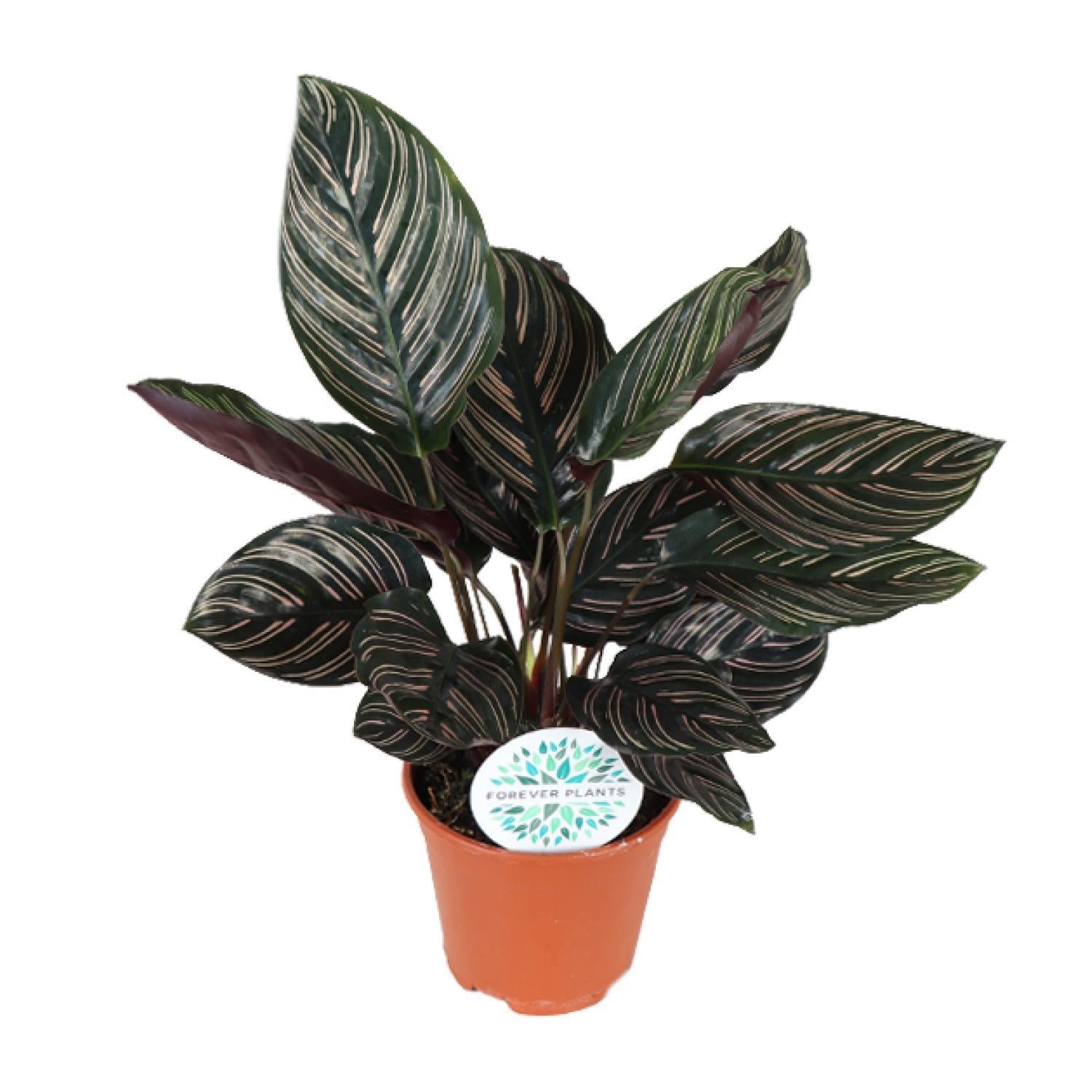 Calathea Majestica Whitestar - Ø14cm - ↕45cm