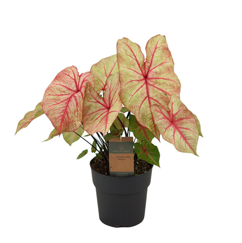 Caladium Autumn Beauty - 65 cm - Ø21cm