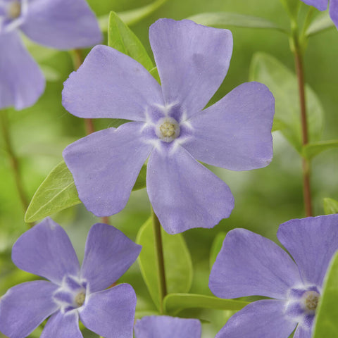 6x Vinca minor - ↕10-25cm - Ø9cm - 20x