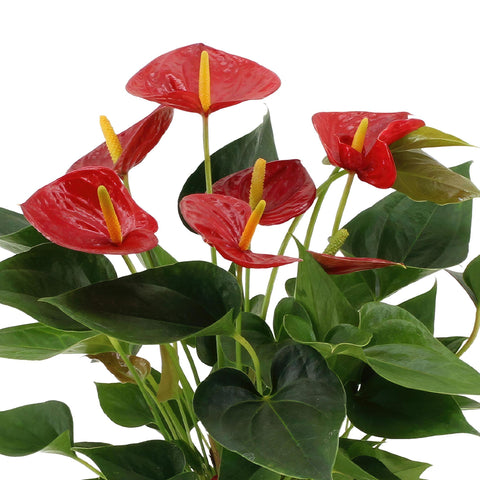 Anthurium Andreanum Diamond Red inkl. PURE Zink - 45cm - Ø12