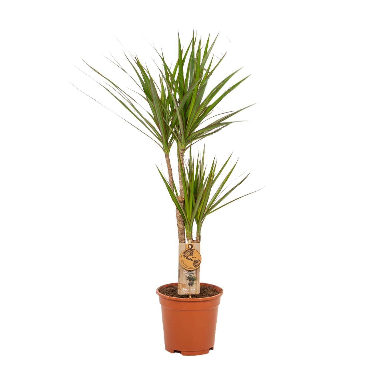 2x Dracaena - ↨90cm - Ø17cm