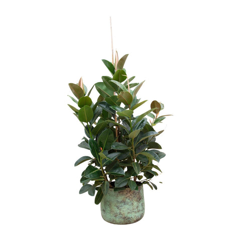 Ficus Robusta verzweigt - 150 cm - ø38